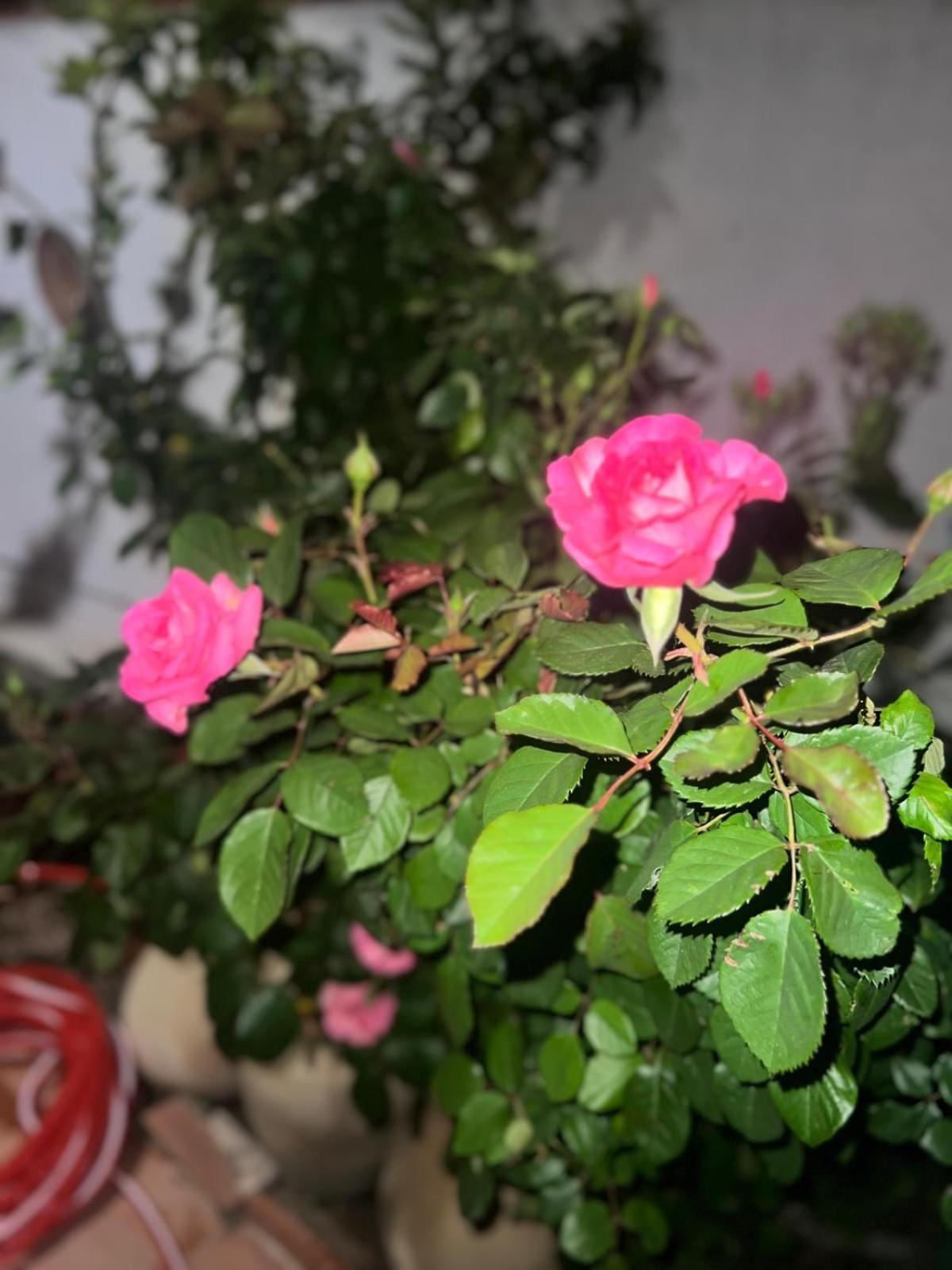Rosa Dei Venti Hotel Каляри Екстериор снимка